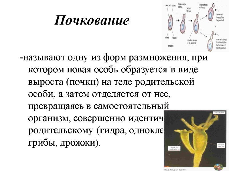 Почкование -называют одну из форм размножения, при котором новая особь образуется в виде выроста Почкование -называют одну из форм размножения, при котором новая особь образуется в виде выроста